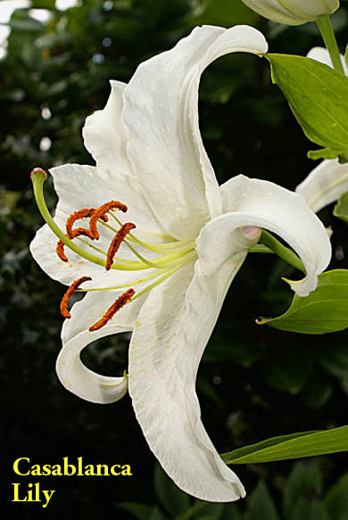 picture of flower after editing and adding text to identify the specis of Lily