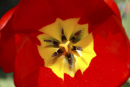 This tulip image is rather plain and ordinary. Adding special effects will enhance the effect giving a dramatic look
